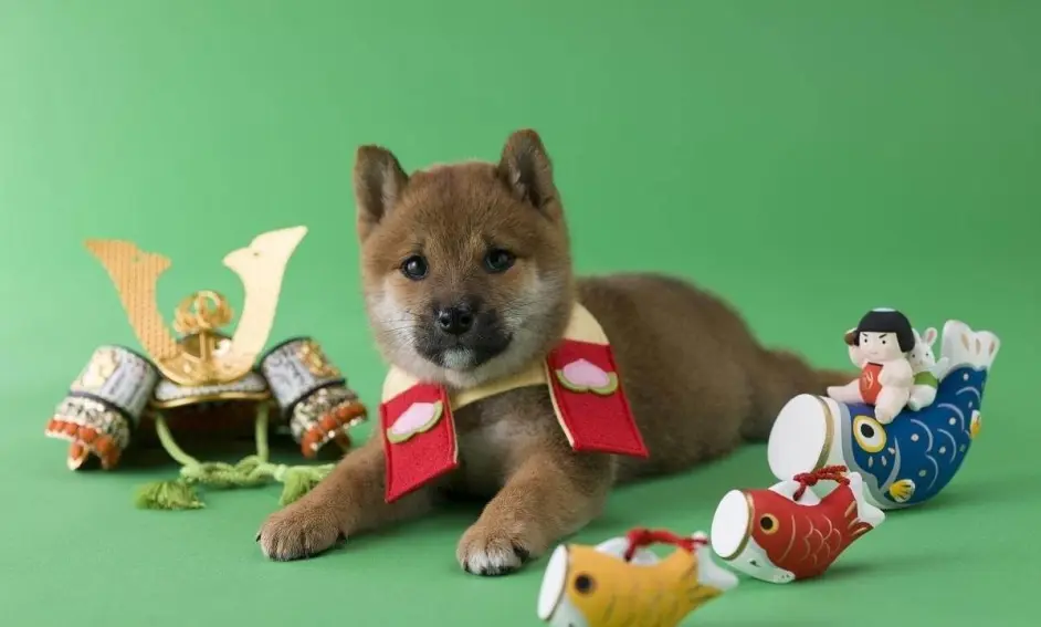 非猫非狗 饮食男女 日本狐狸文化的前世今生 哔哩哔哩