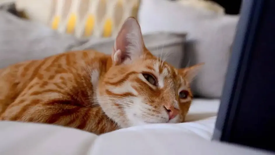 猫食欲增加但体重下降是什么原因- 哔哩哔哩