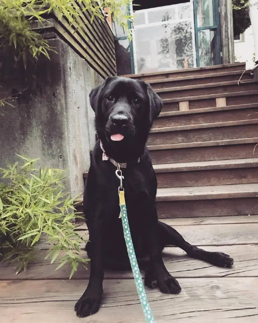 遛狗牵绳 随身带纸 从现在开始做一名有素质的文明养犬人 哔哩哔哩