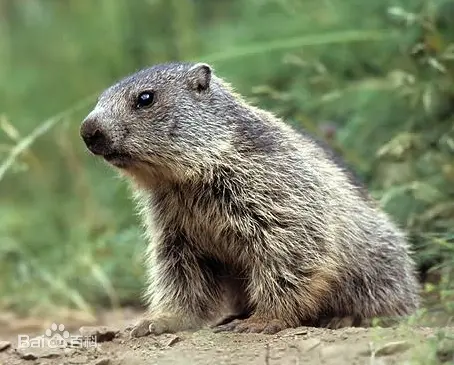 土拨鼠兽 プレイリモン prairiemon