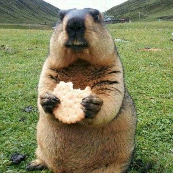 来张土拨鼠吃饼干