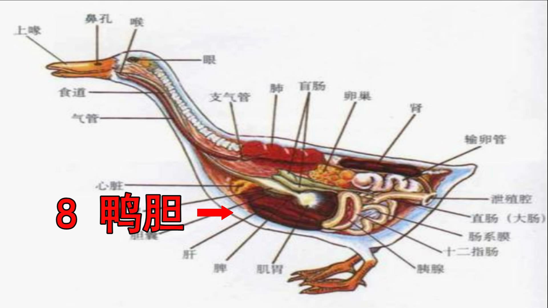 鸭子解剖图详细图-图库-五毛网