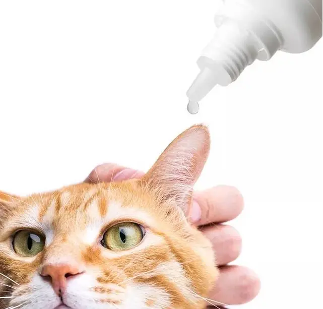 猫咪感染耳螨怎么办? - 哔哩哔哩