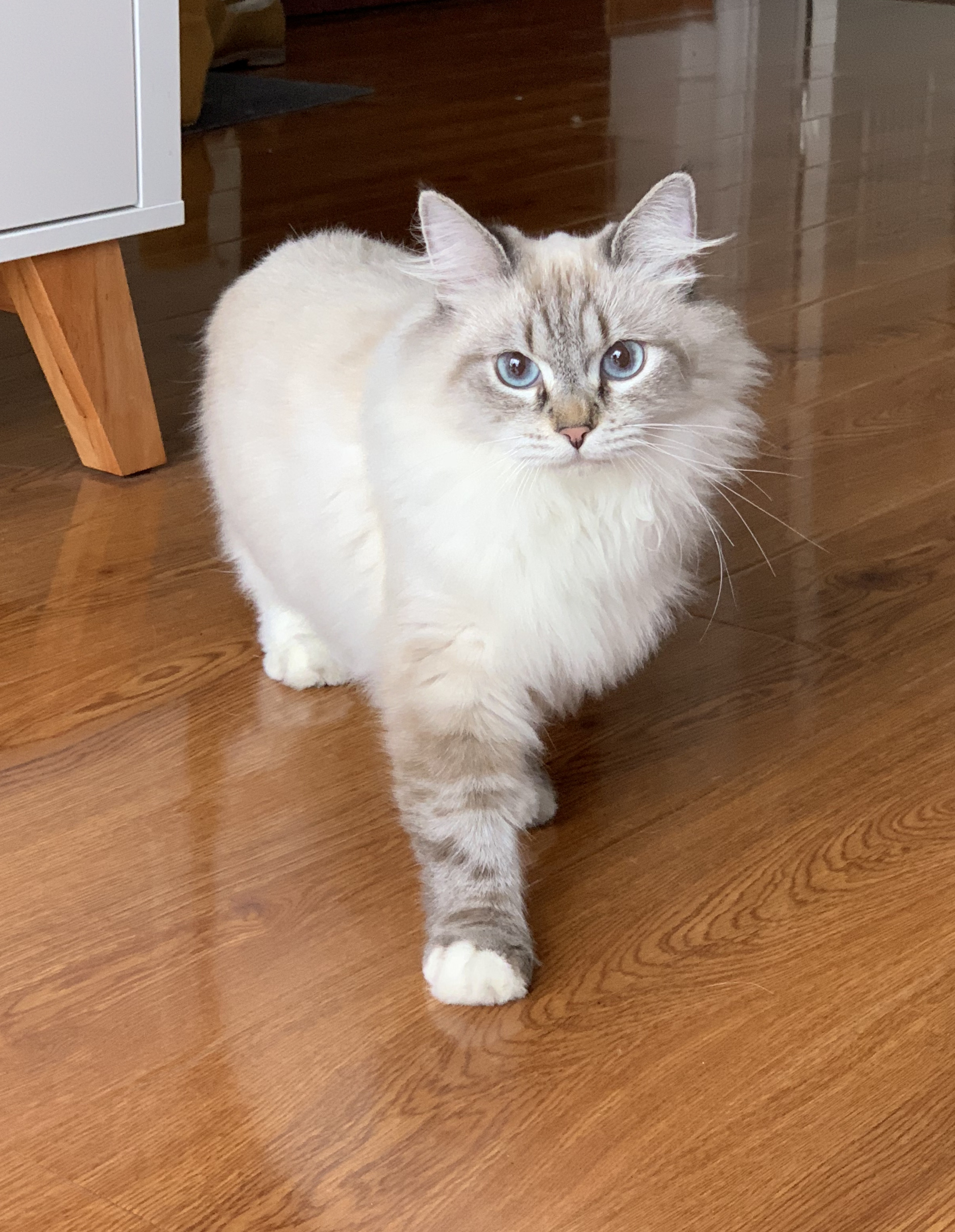 养猫记--没想到你是这样的小布偶