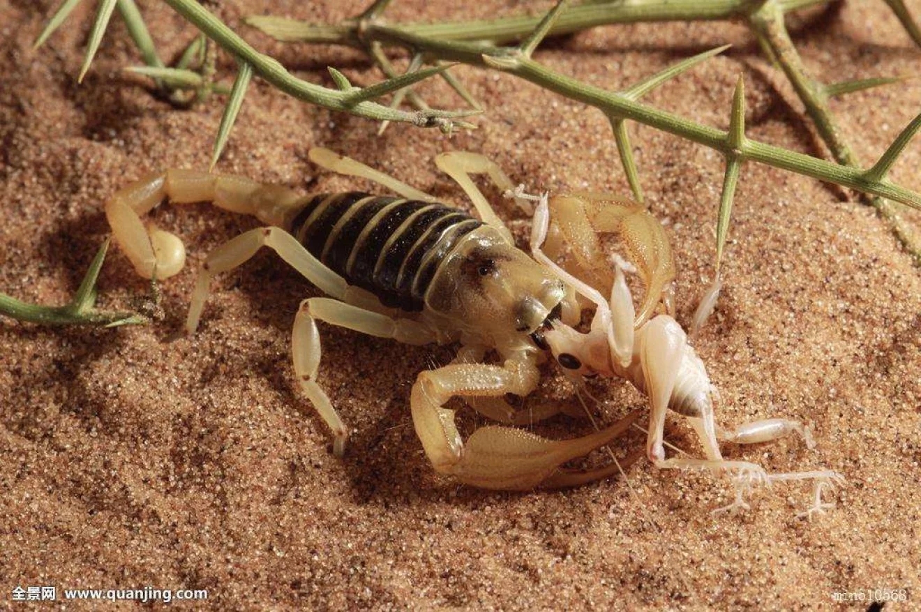 沙漠条纹蝎子高清摄影大图-千库网