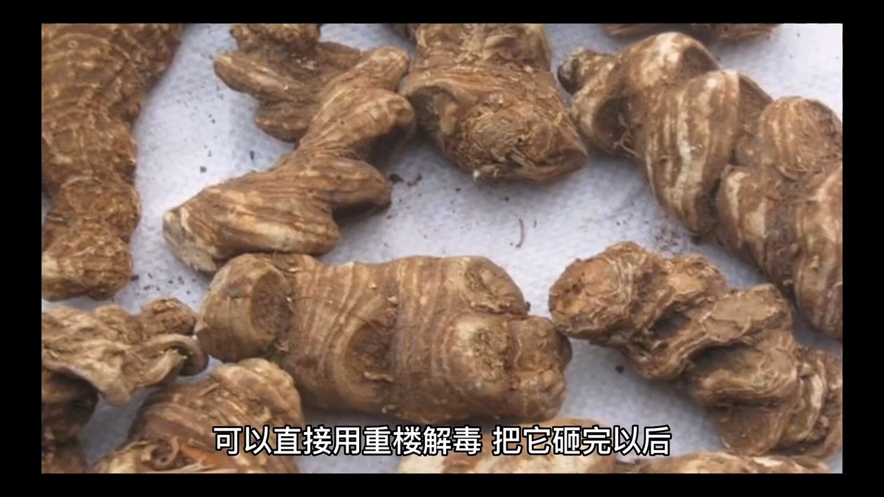 重楼的功效3云南集森农业 - 哔哩哔哩