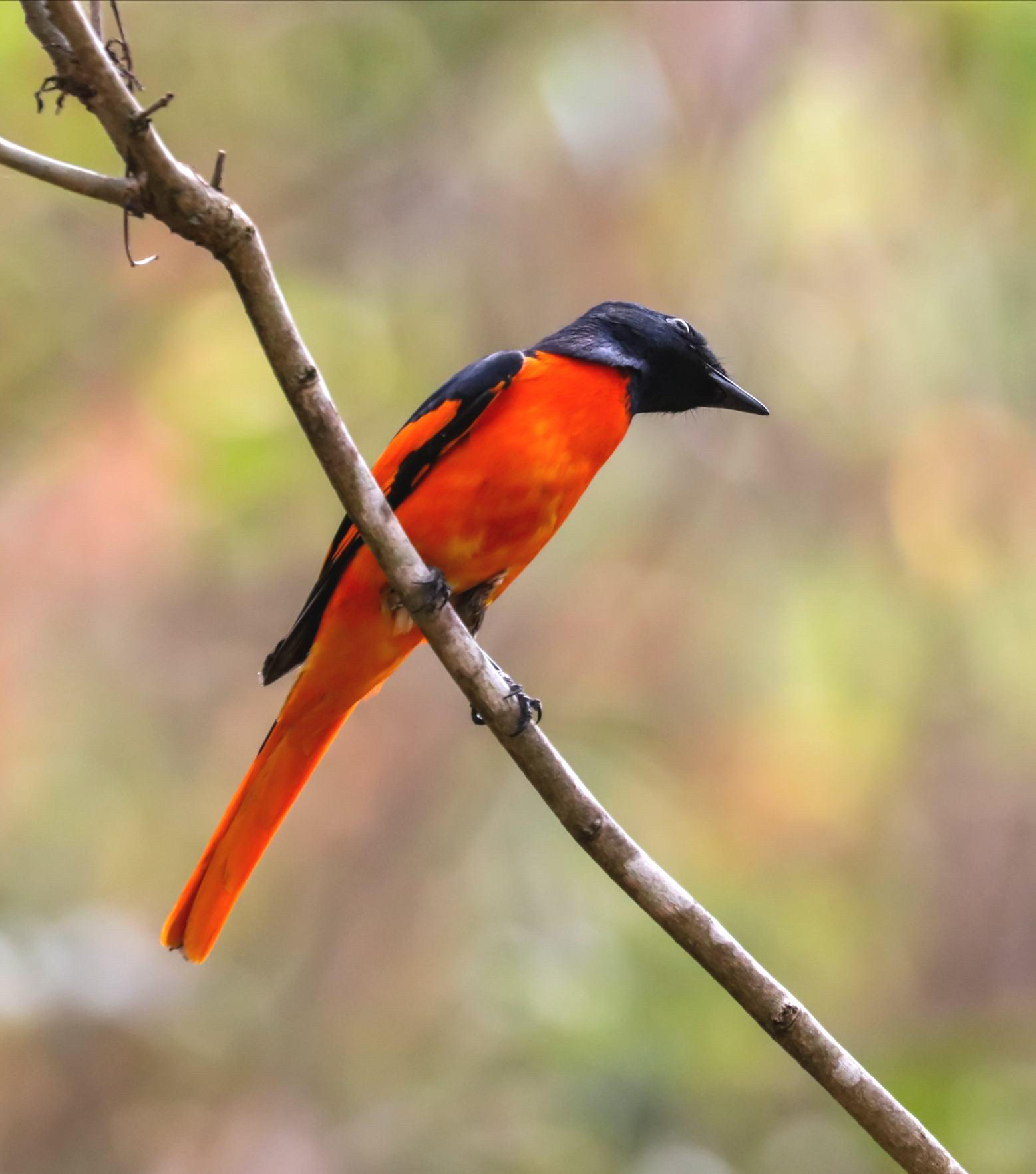 美丽的赤红山椒鸟 - 哔哩哔哩