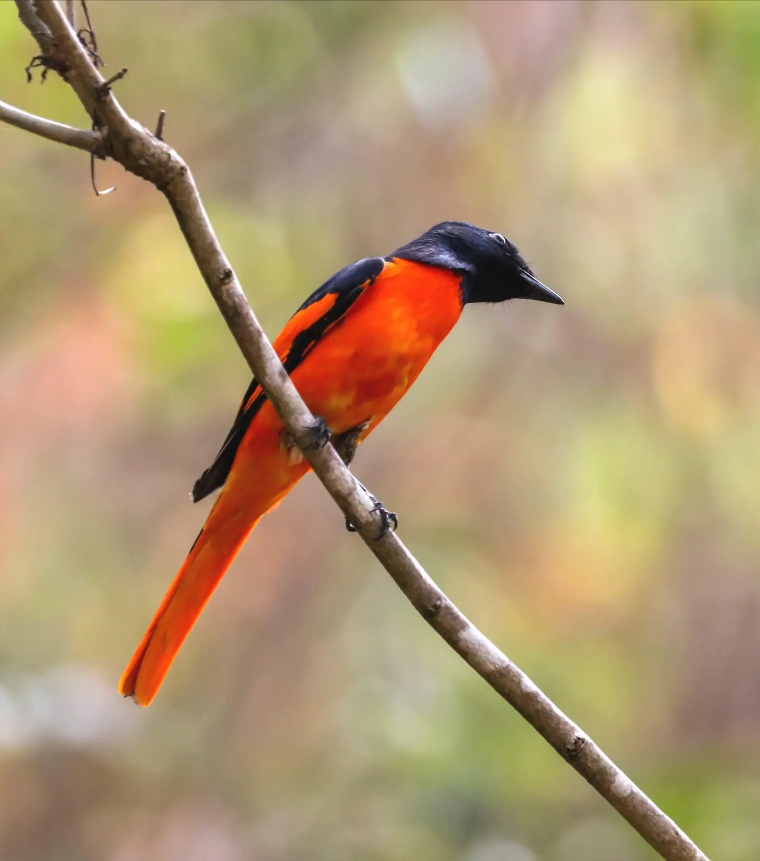 赤红山椒鸟为山椒鸟科山椒鸟属的鸟类,俗名红十字鸟,朱红山椒鸟.