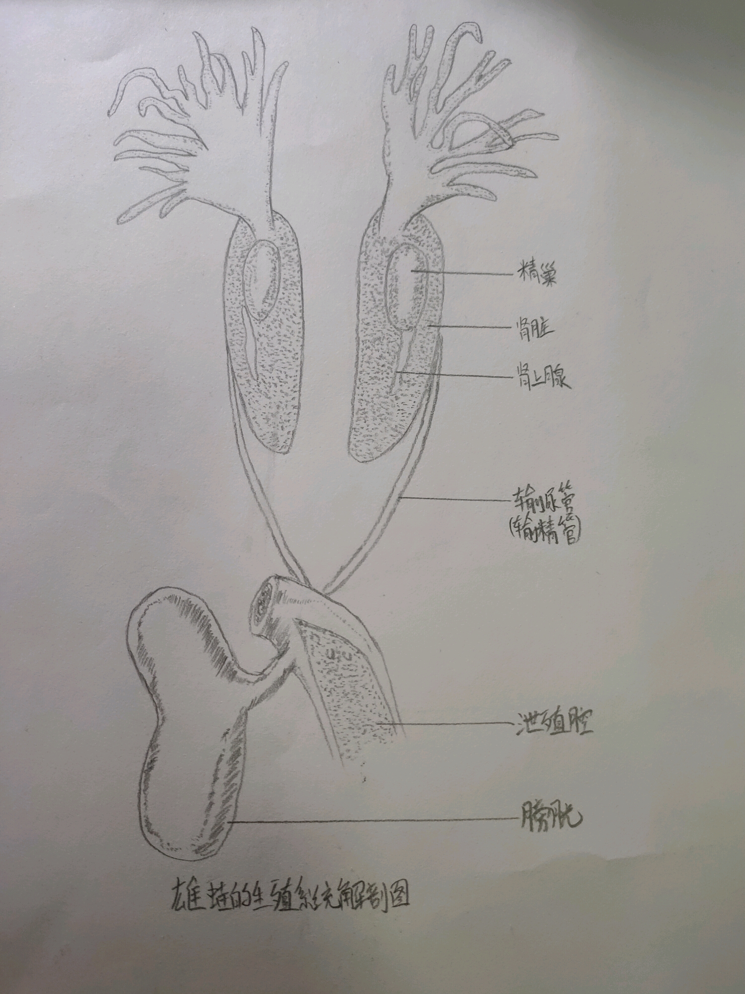 图版3-2 白蛉雄性外生殖器-医学昆虫-图片