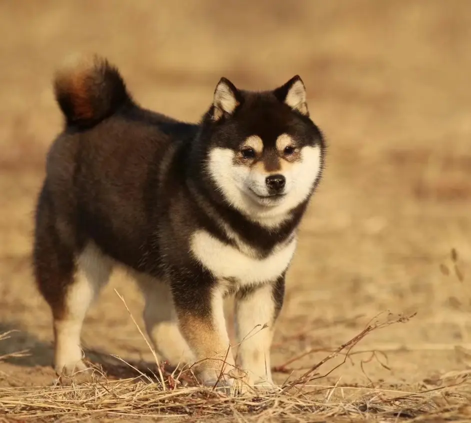 家里有无毛猫还能养柴犬吗 柴犬爱吃醋吗 哔哩哔哩