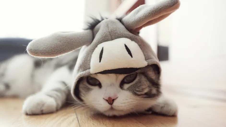 猫草是什么 如何帮助猫咪排毛 养猫新手速速进来 哔哩哔哩