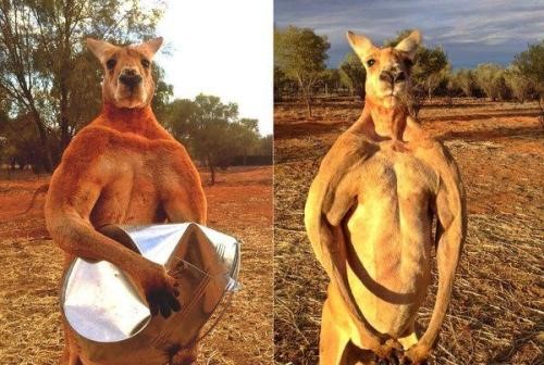 《奇葩动物欢乐多》(1)袋鼠kangaroo