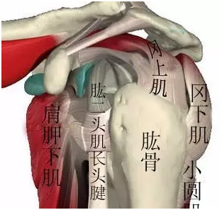 肩峰撞击综合征的运动康复治疗方案(转自中国