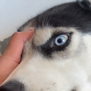 把哈士奇训练成警犬，我崩溃了