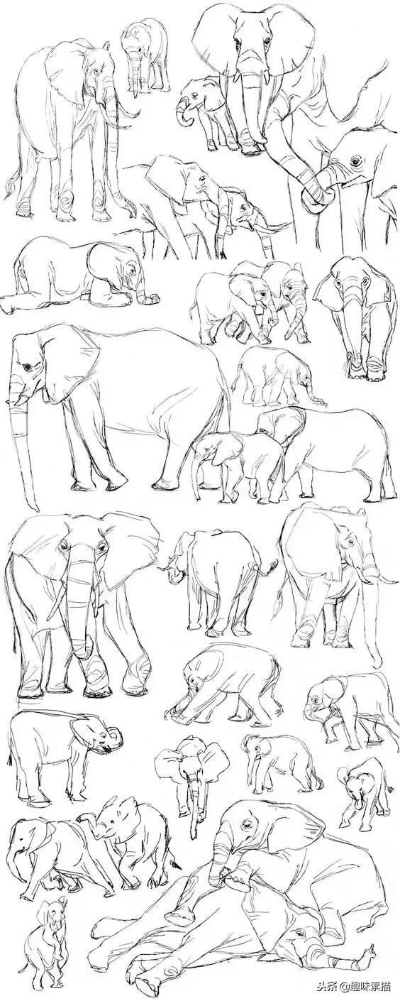 够你画一整年的动物速写教程!