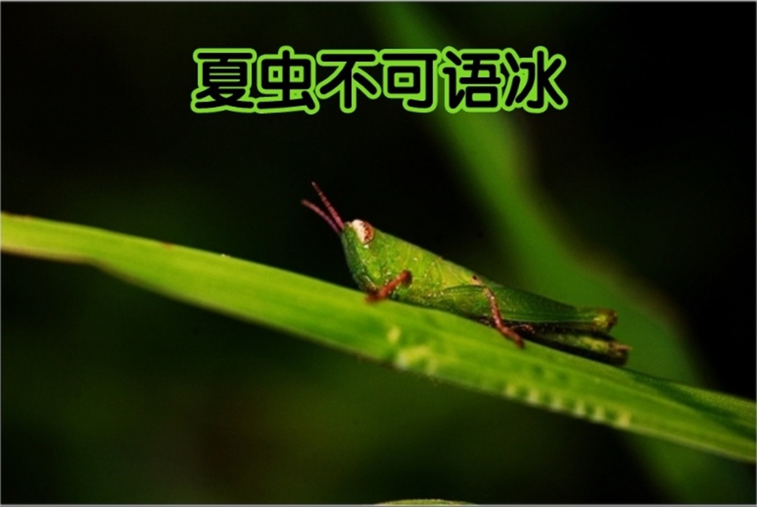 夏虫不可语冰 哔哩哔哩
