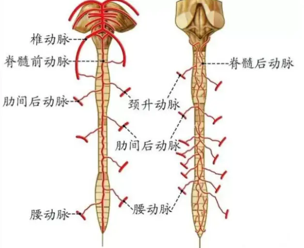 蛛网膜的一种慢性炎症过程 哔哩哔哩