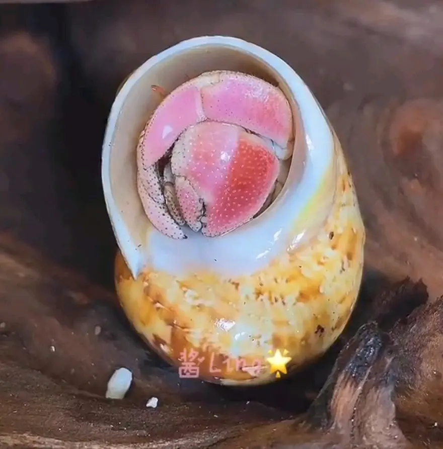 寄居蟹品种简单分辨6:灰白寄居蟹