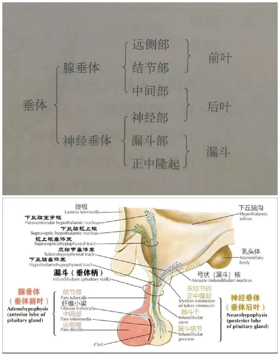 鞍区mri影像解剖