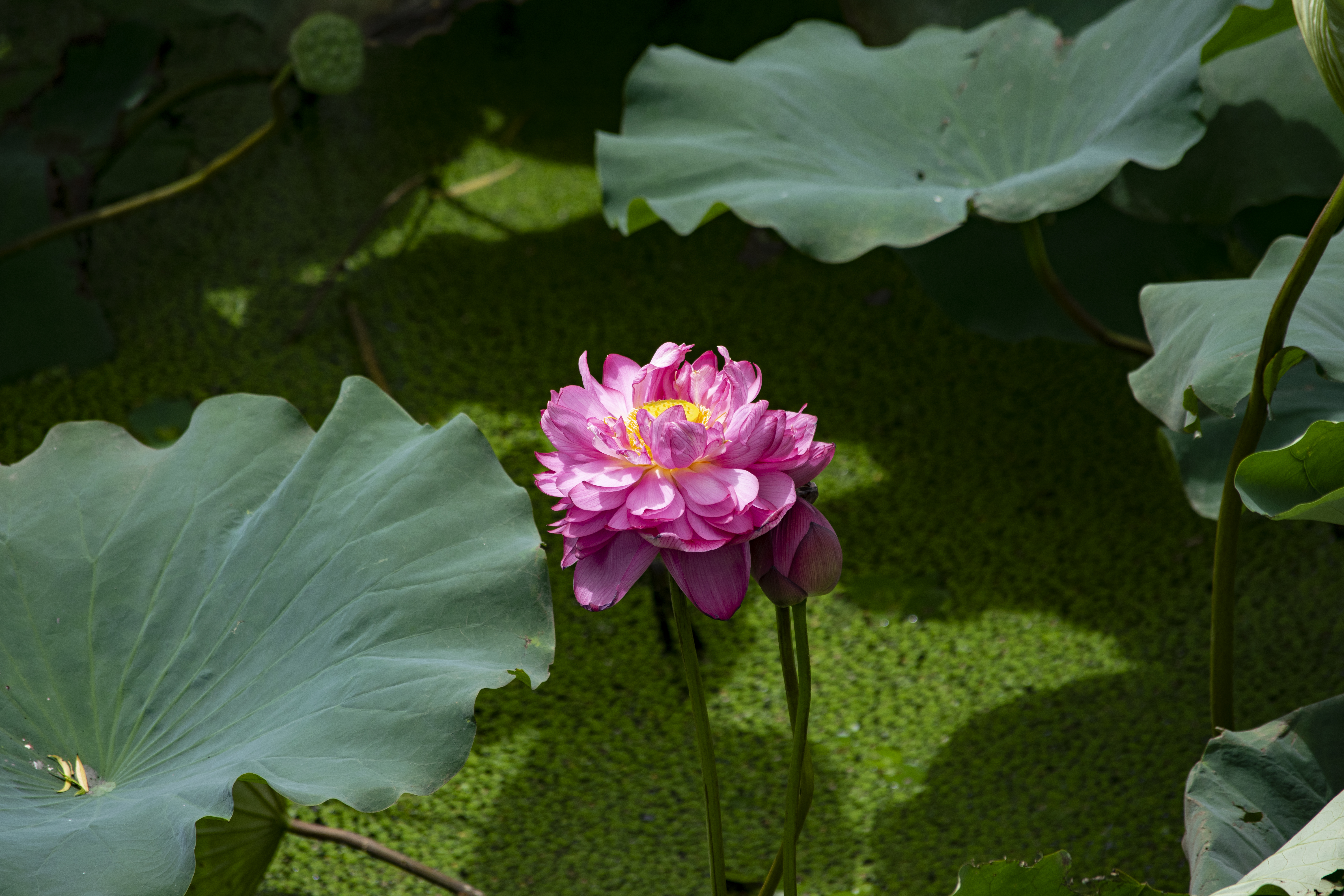 王江泾莲泗荡运河湾湿地公园