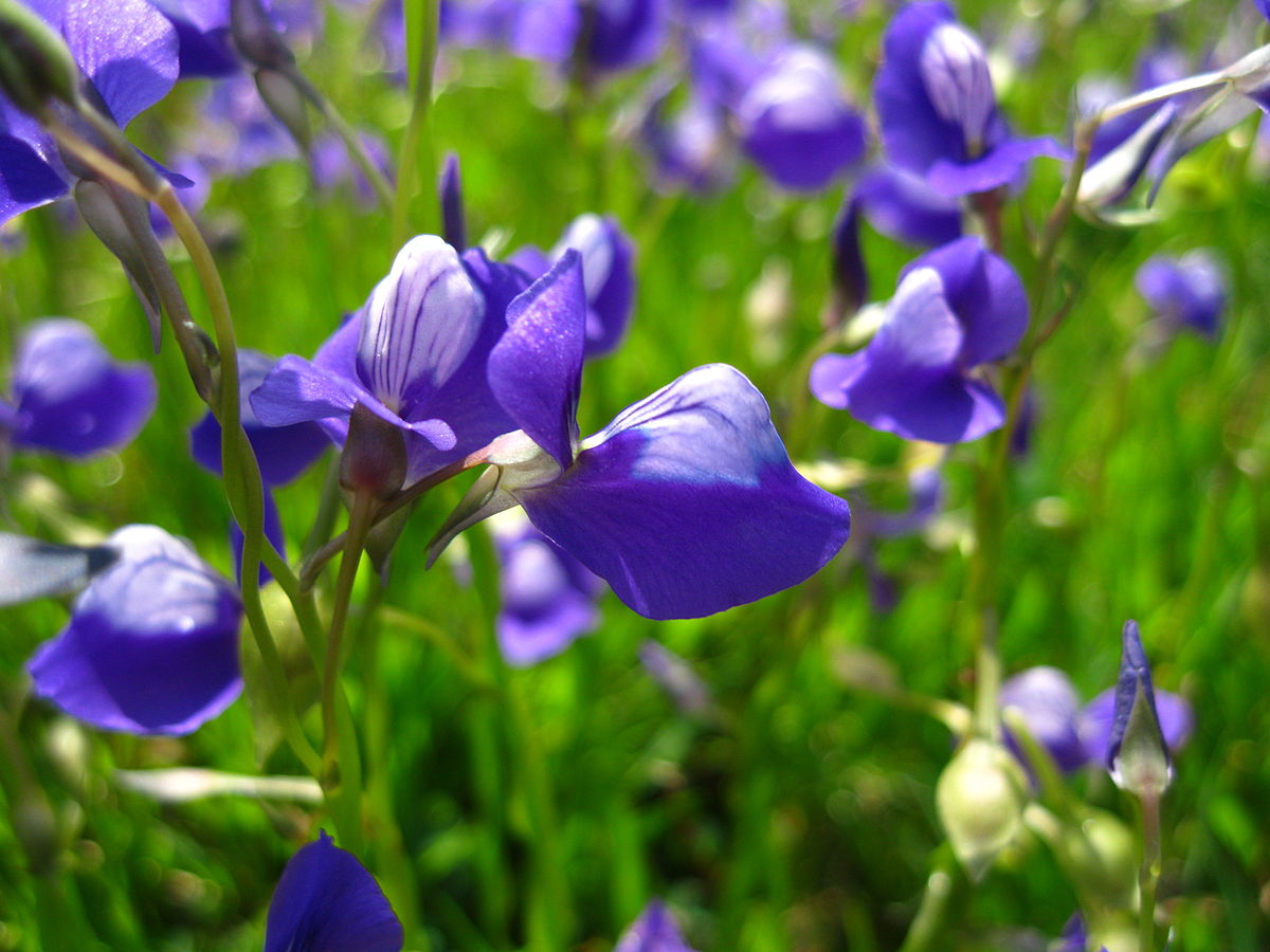 好像是禾叶或者是网纹,这个狸藻往往转水后被当成水族草皮,很多人都不