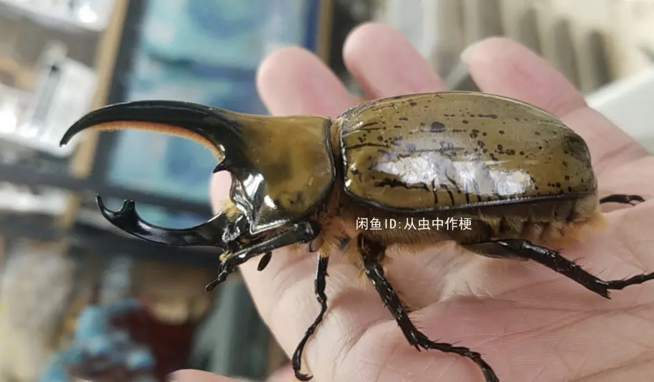 12种长戟大兜虫 白兜种 海神撒旦大兜虫简介及图片分享 哔哩哔哩 12种长戟大兜虫 白兜种 海神撒旦大兜虫简介及图片分享 哔哩哔哩