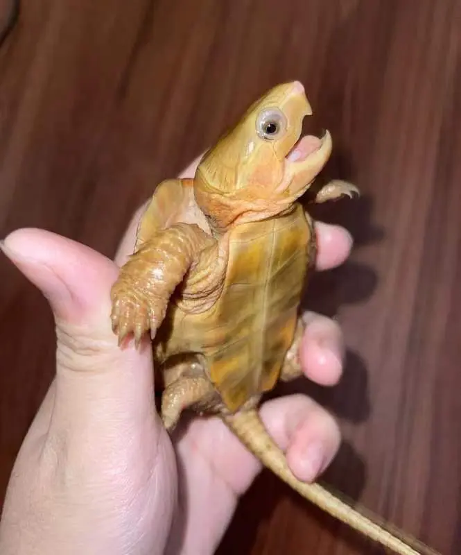 鹰嘴龟的简单介绍和饲养经验(写给新手玩家)