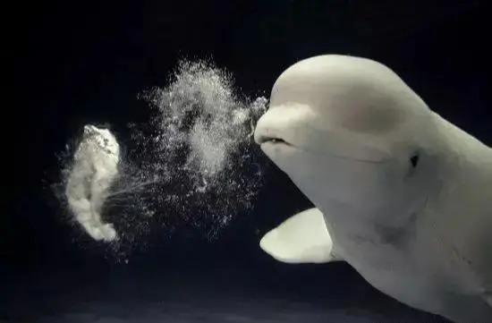 最详细的歌唱呼吸技巧练习方法 唱歌轻松多啦 哔哩哔哩