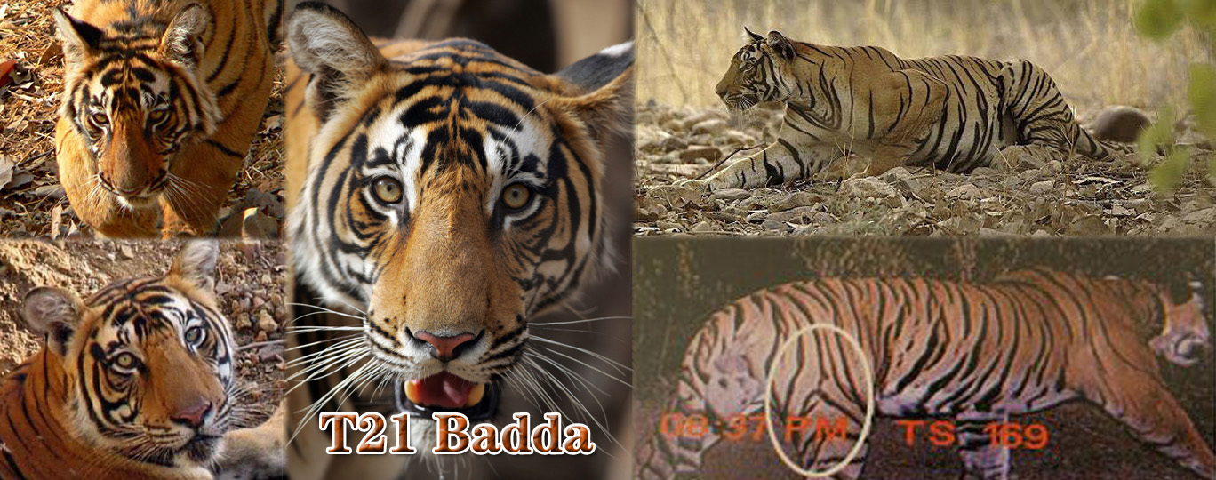 【伦腾堡】编号名虎五视图