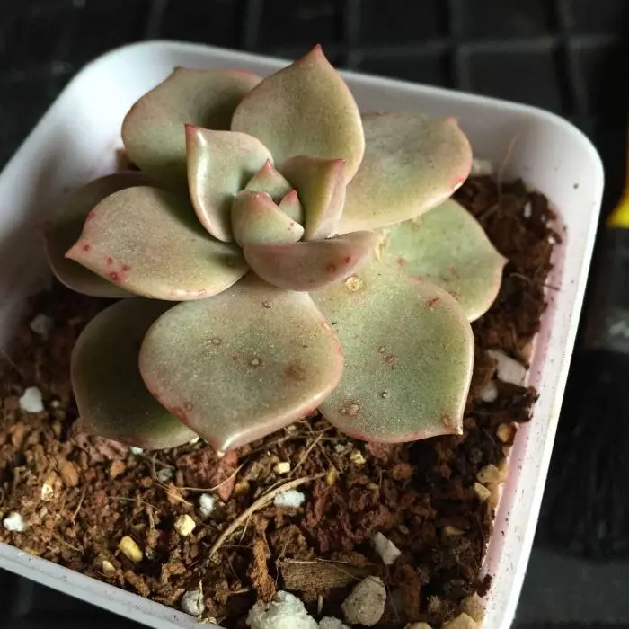 多肉植物褐斑病是如何产生的 植物学家教你如何防治多肉病害 哔哩哔哩