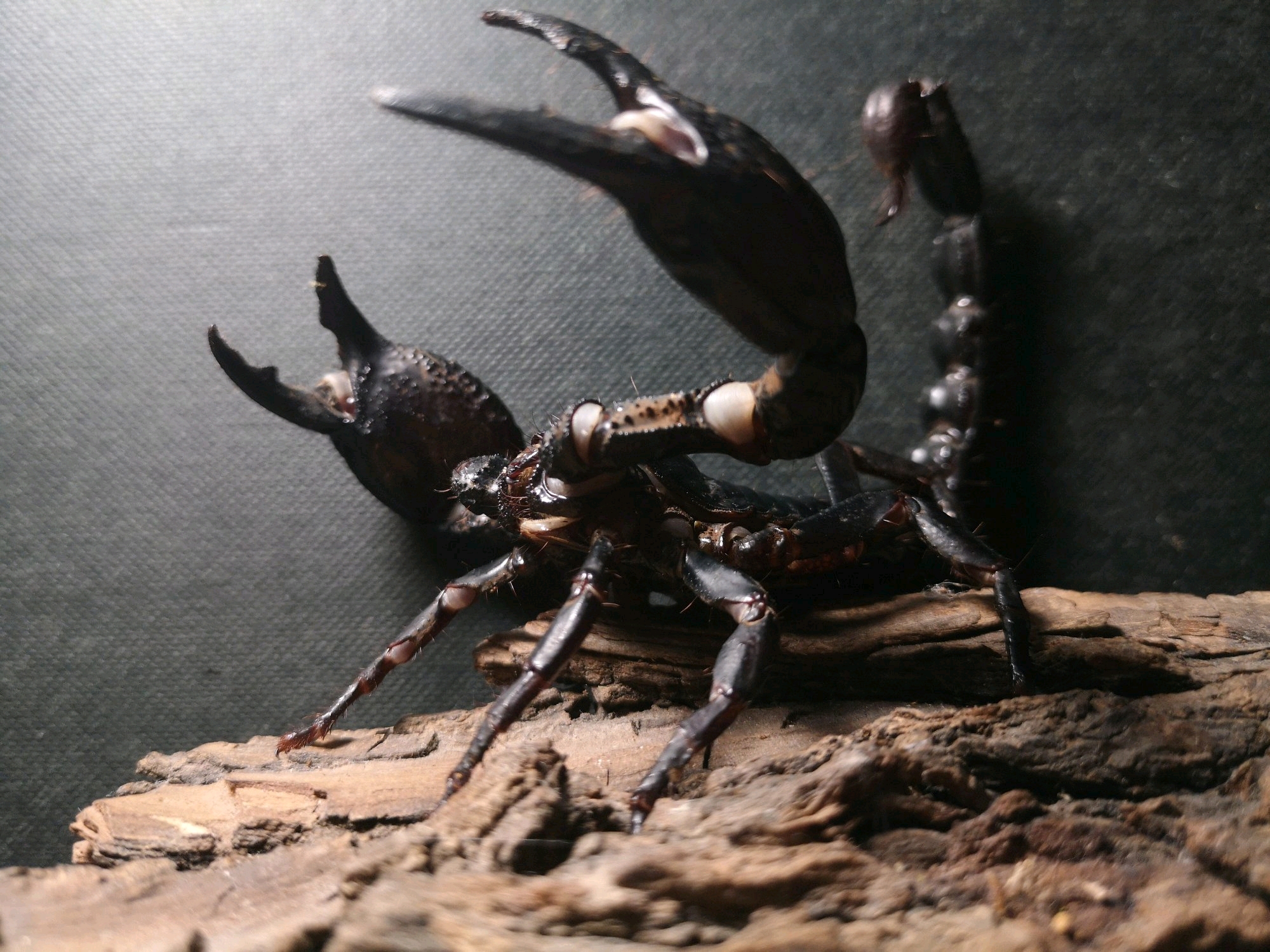 虫皇帝之昆虫军vs毒虫军登场选手图鉴2