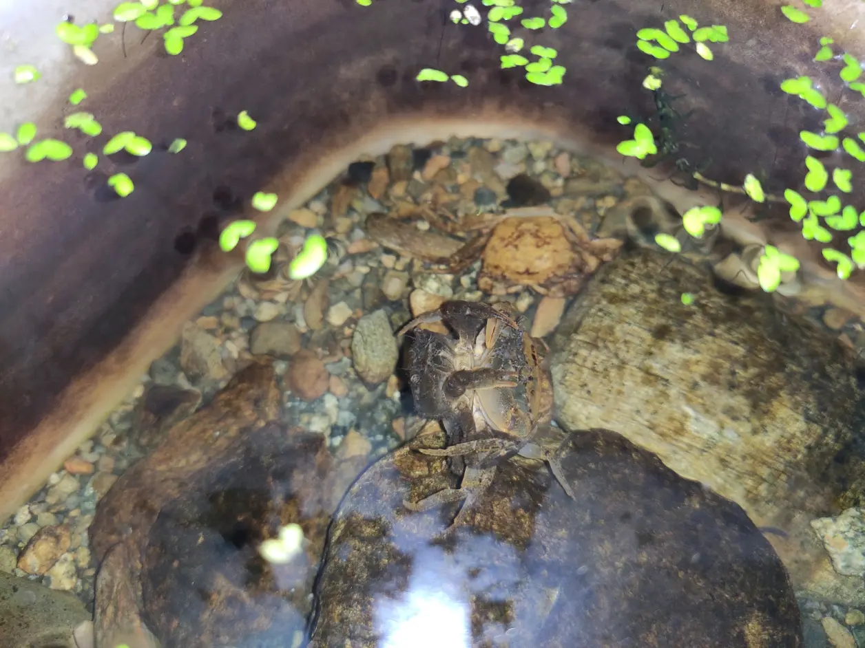 中华束腰蟹饲养指南(喂食篇粗讲)-怒海