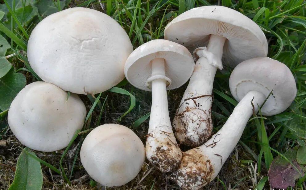 【蘑菇的分类】4.蘑菇科 白环蘑属Leucoagaricus、白鬼伞属Leucocoprinus - 哔哩哔哩