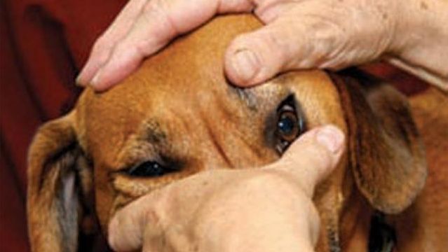 狗狗眼睛一直留眼泪 可能不是伤心 而是干眼症惹的祸 哔哩哔哩