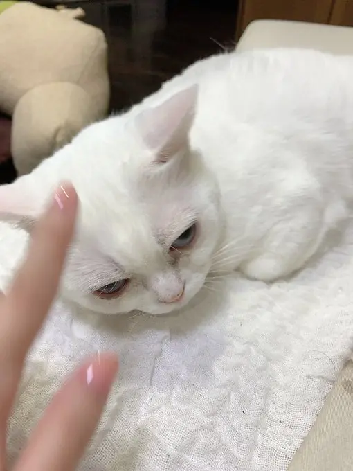 声优趣d Dd乐园出品 030 哔哩哔哩