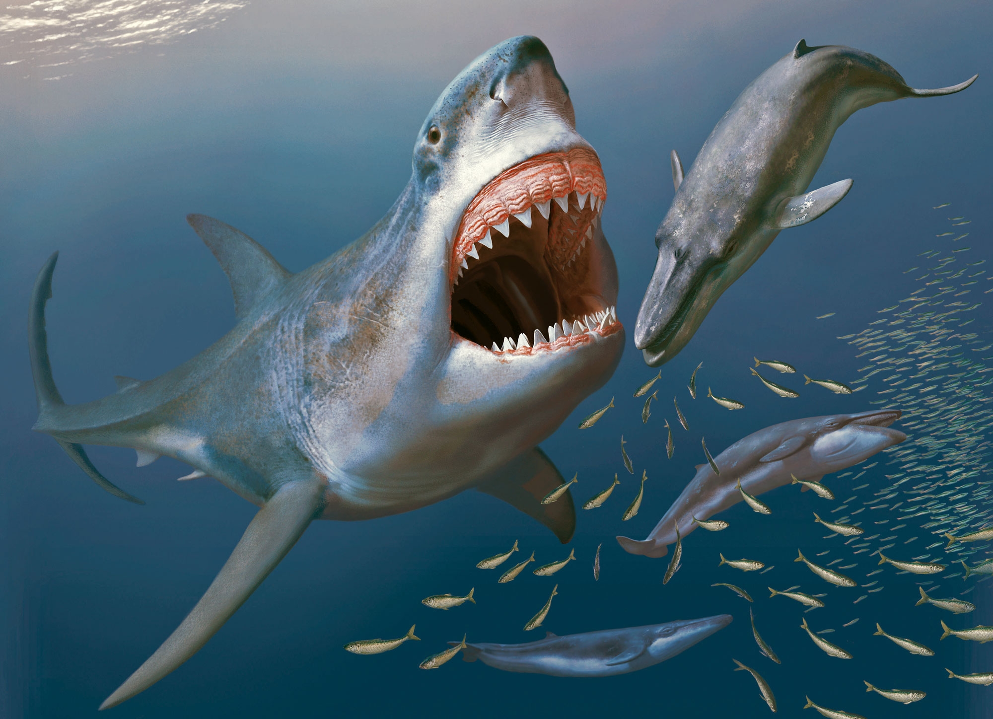 巨齿鲨（生物、动物）_百度百科