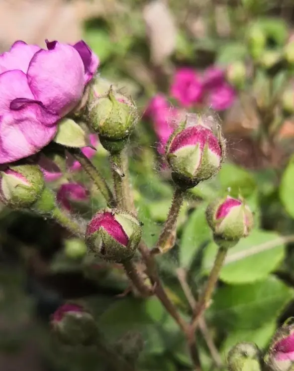 蓝妖 月季花花蕾上有蜘蛛网怎么办 哔哩哔哩