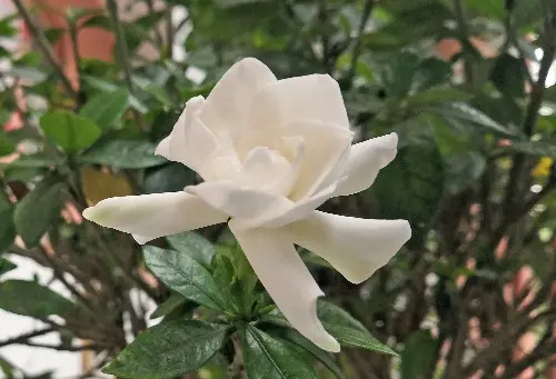 善举白旗的鱼 三条鱼共占一个水塘 先入为主 该如何和谐 哔哩哔哩