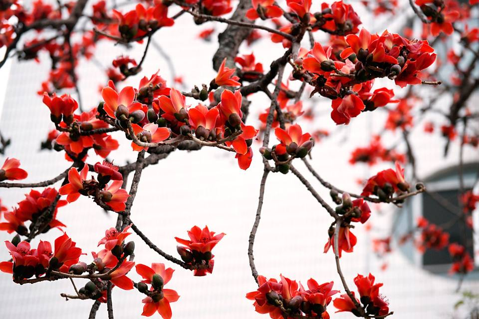 【真实の多肉】期14.5 不能吃穿的木棉与凤梨