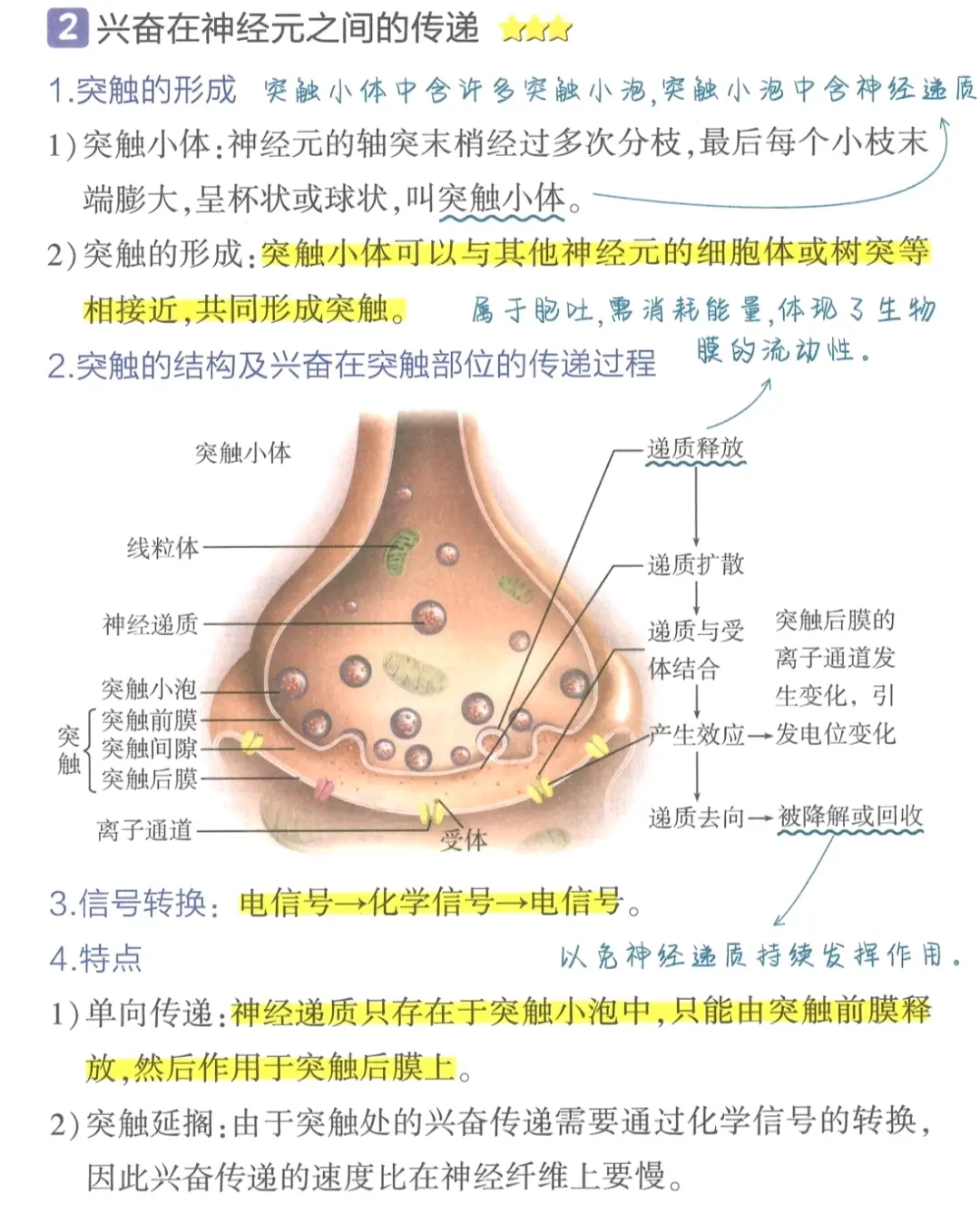 突触小体的结构示意图图片