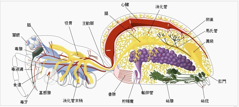 蜘蛛构造图片