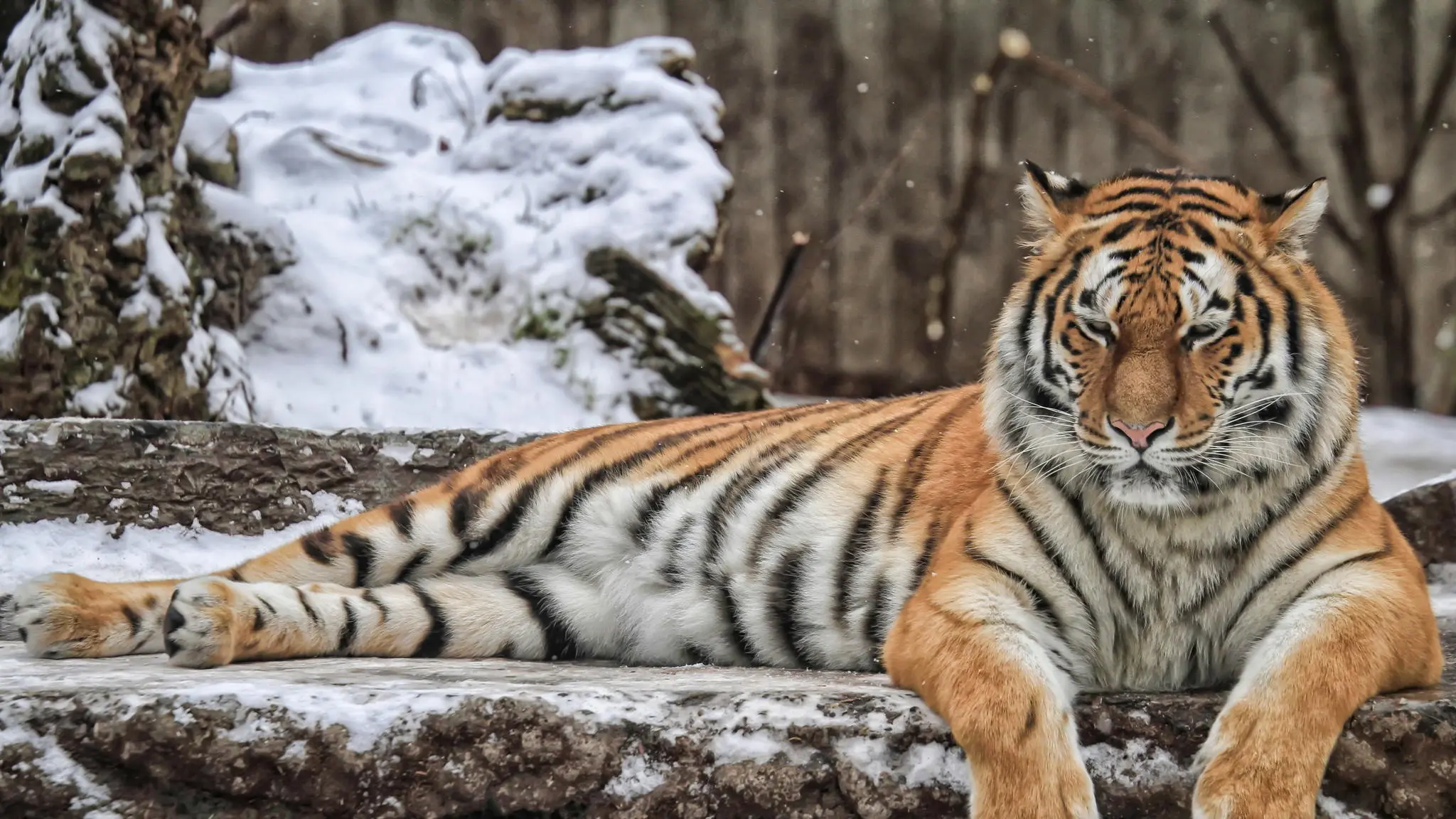 老虎摄影合集7,(淘宝素材) - 哔哩哔哩