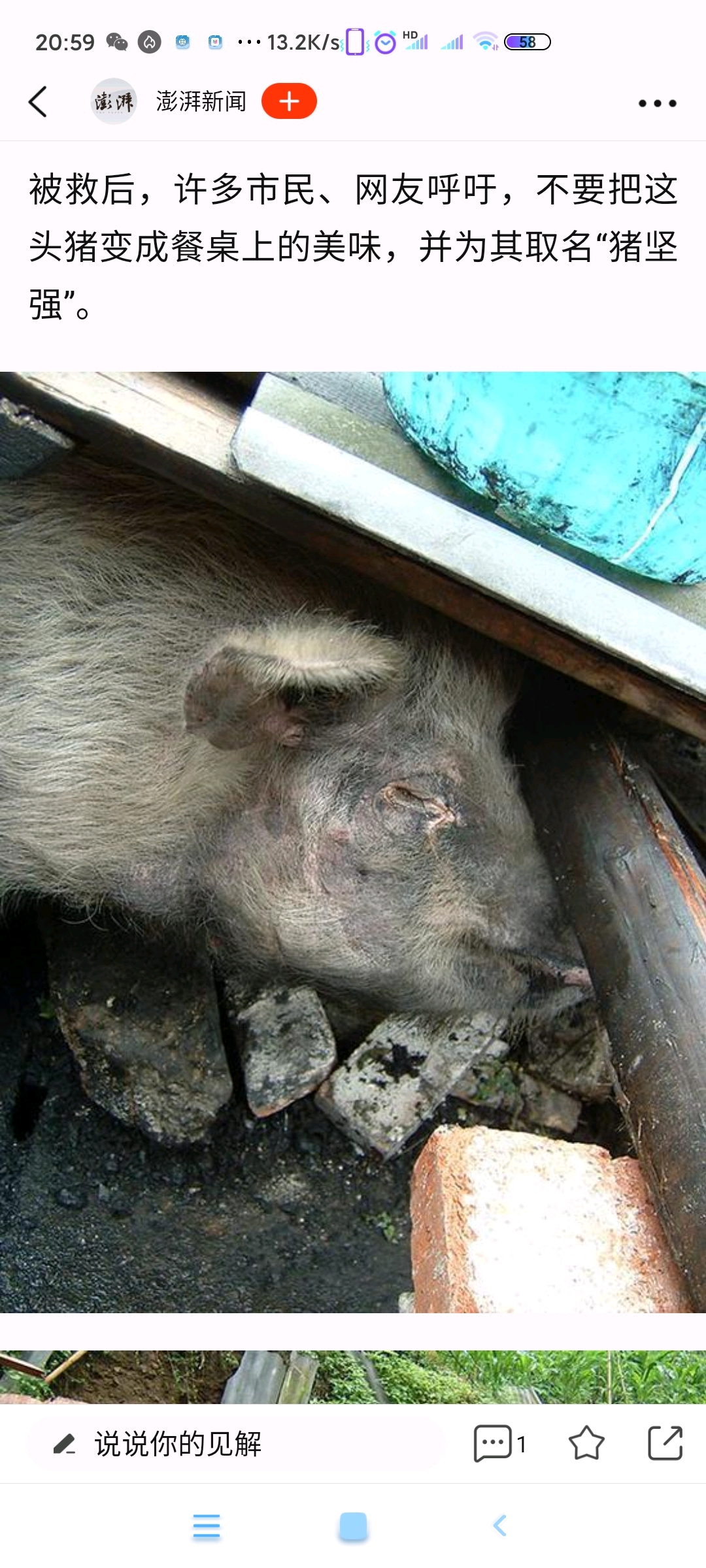 从汶川大地震里面救出来的猪坚强的故事