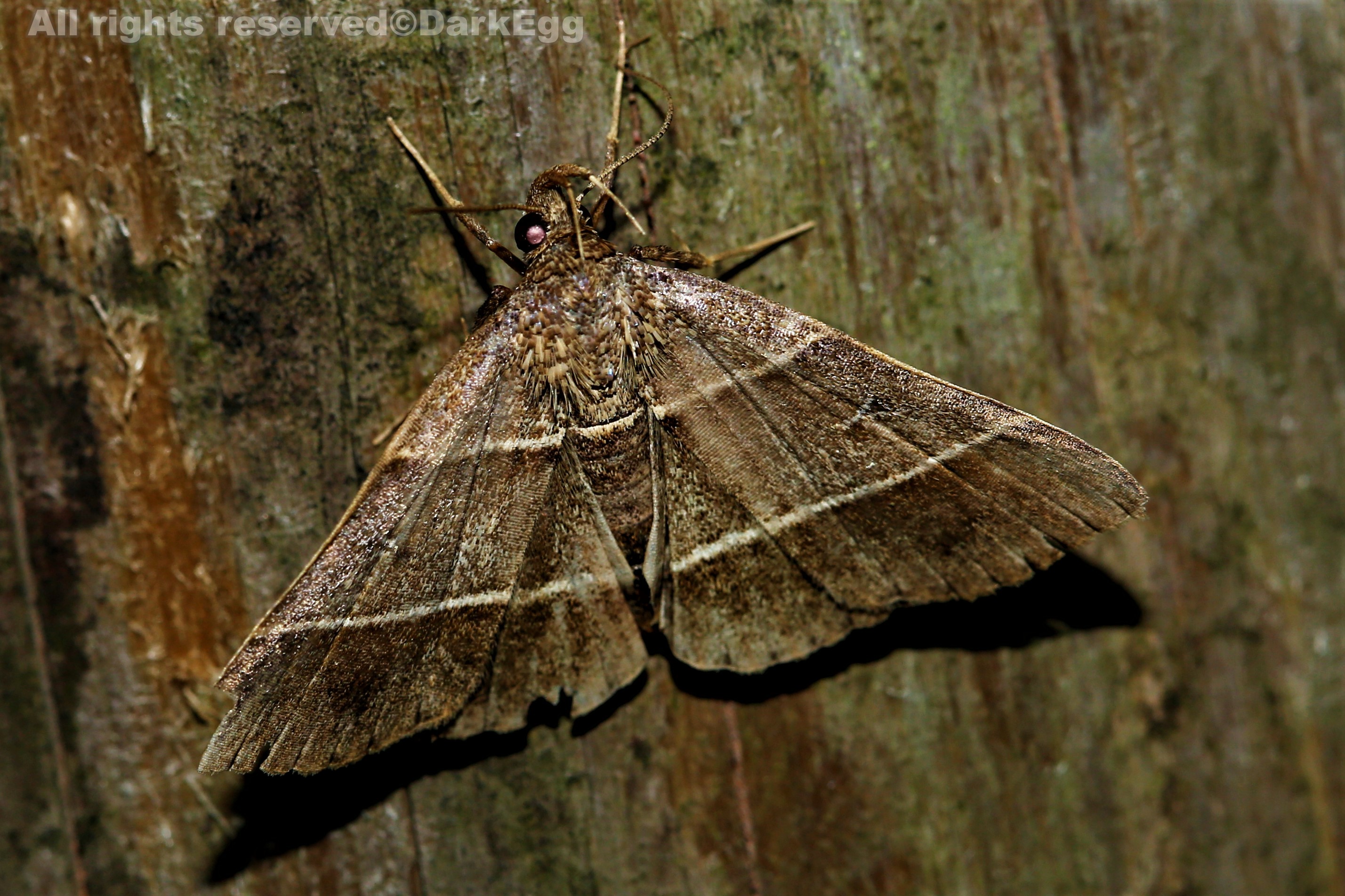 西南虫记·叙永·画稿溪·20180908(三)