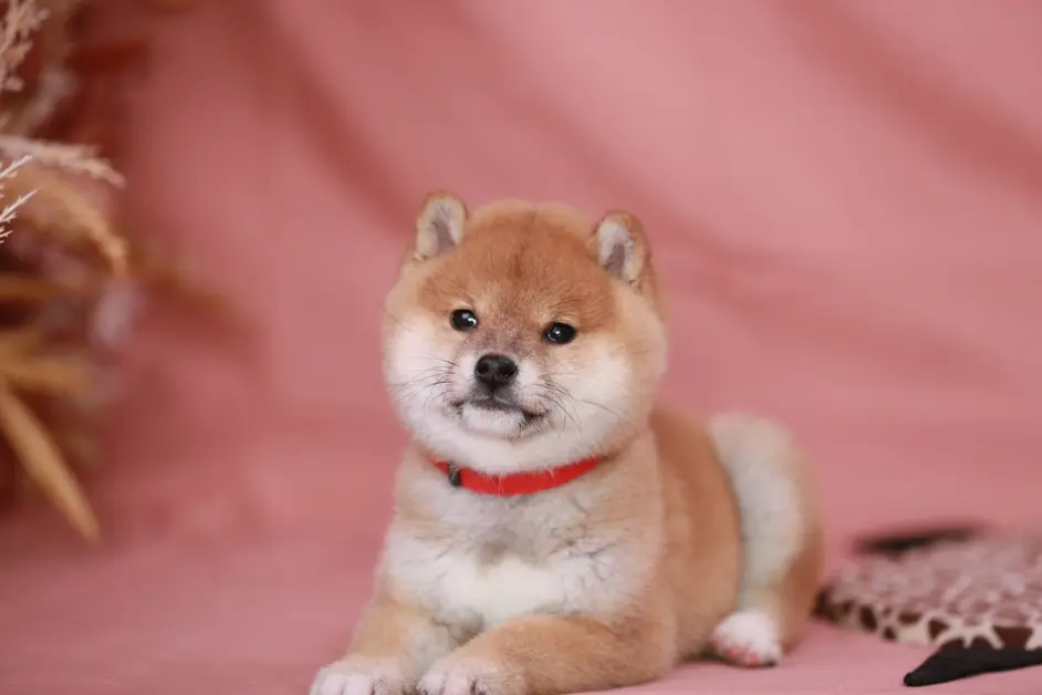 小时候被毛很黑的柴犬 长大会变好看吗 哔哩哔哩