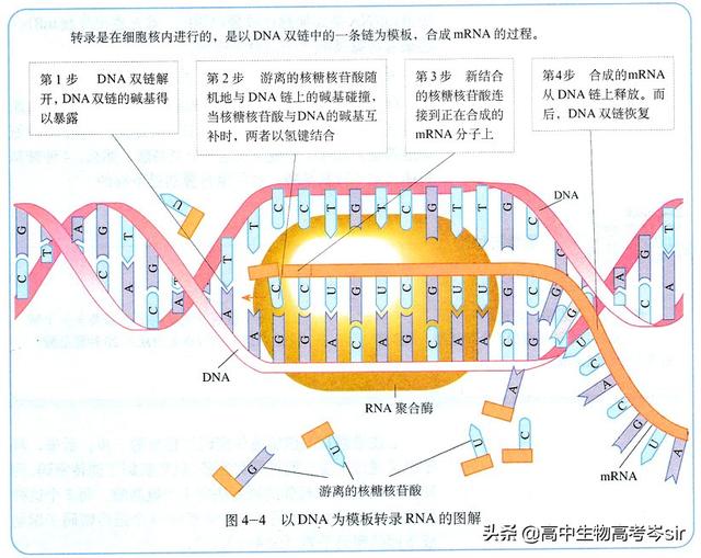 高中生物·遗传信息的转录过程