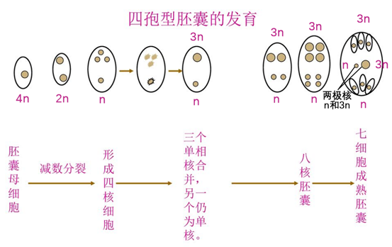 被子植物的生殖结构 - 哔哩哔哩