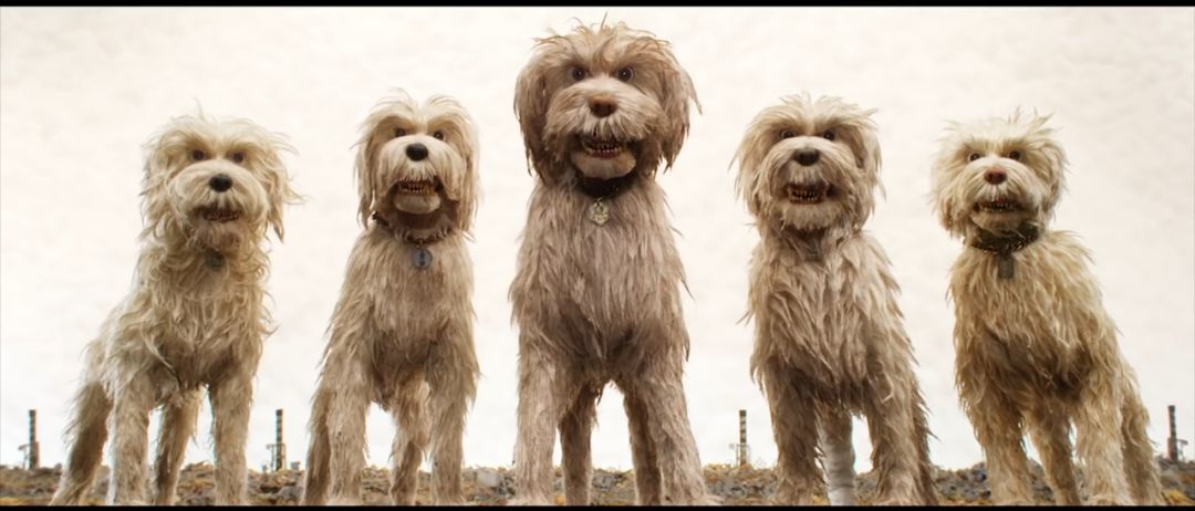 口碑炸裂!强迫者福利!狗年必看电影