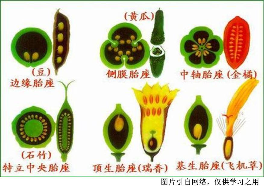 【停课不停学】雄蕊、心皮与胎座 - 哔哩哔哩