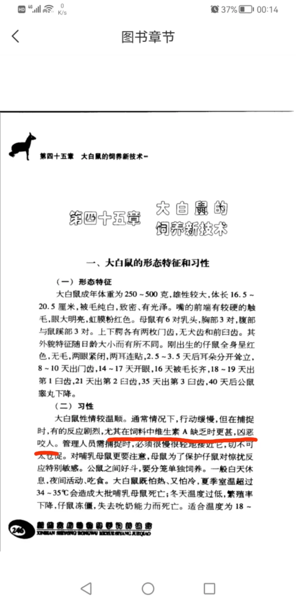 大白鼠 花枝鼠 大量繁殖饲养参考 哔哩哔哩